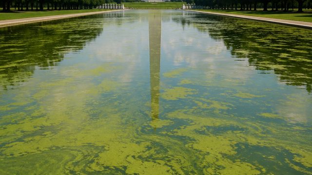 The Untold Impact of Algae Growth on Trump's Reflecting Pool Drama | qq royal 99, kategori prediksi 